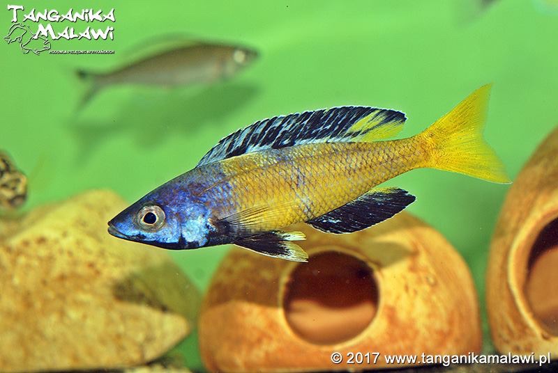 Cyprichromis sp. 'brilliant jumbo' (Speckleback Moba)